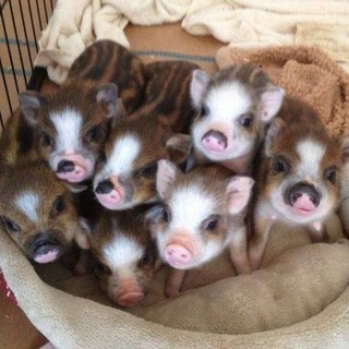 Sludge_knight chat v2.0