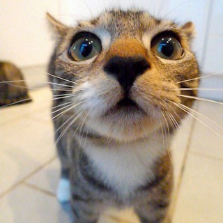 Мнение со смыслом [Козинное общение] [Чат]