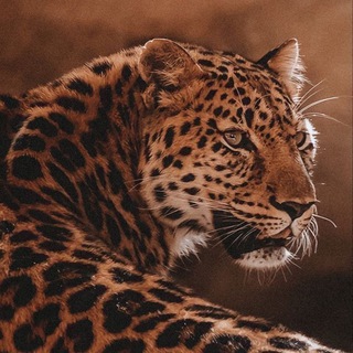 •𝐋𝐄𝐎𝐏𝐀𝐑𝐃 𝐂𝐇𝐀𝐓 🐆⃤🇦🇿