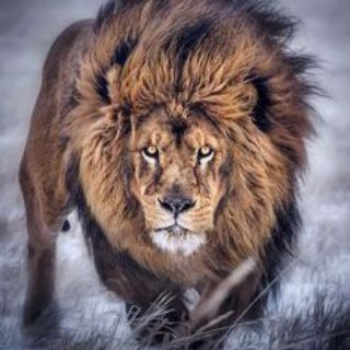 𝚂𝙾𝙷𝙱𝙴𝚃 𝚈𝙴𝙽𝙸̇𝙻𝙼𝙴𝚉𝙻𝙴𝚁 🌘