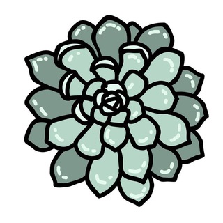 Суккуленты Чат 🌵