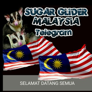Sugar glider Malaysia Telegram