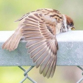 臺灣本土生態分享（各環保、動保、植保、海保寶寶退散