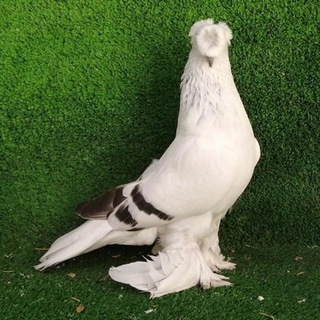 🇺🇿🕊KABUTAR UZ🕊🇺🇿