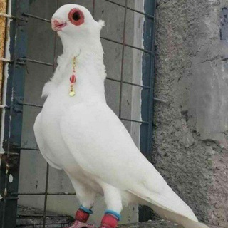 🕊🕊ВОДИЙ КАБУТАРЛАРИ ОЛИШ СОТИШ ГУРУППАСИ🕊🕊