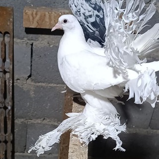 🕊 Turbachi pavlinlar 🕊