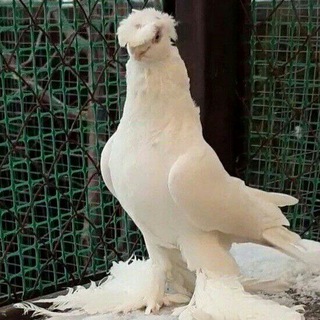 Qoqon uchkoprik kaptarlari