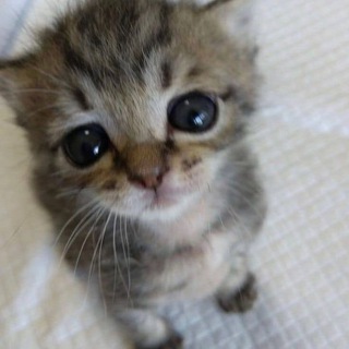 PFST | Ростов-На-Дону | Vape Барахолка.