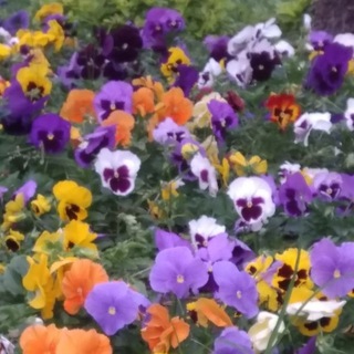 Compra - Vende con Vecinos Buena Onda de Lima