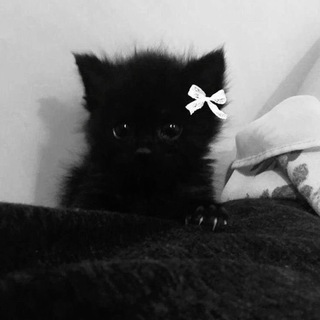 🇷🇺 Общение - голосовой чат, новые знакомства