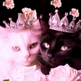 Взаимные подписки💞