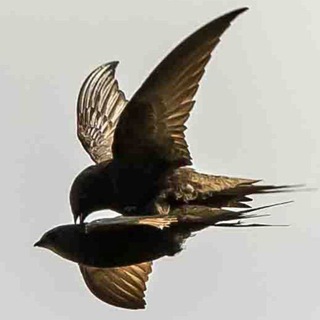 Walet Indonesia 🇮🇩