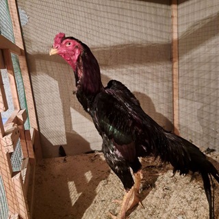 Хуроз жанги / xuroz jangi / surhondaryo xurozlari / сурхондарё хурозлари