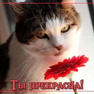 чат 😻Знакомства❤️ [Котово]