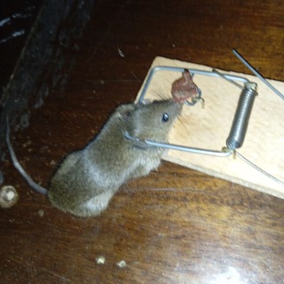 Все валите всё група умерла