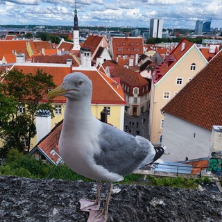 Знакомства Эстония