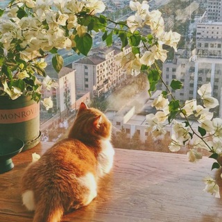 ЗНАКОМСТВА В СЕТИ / взаимка