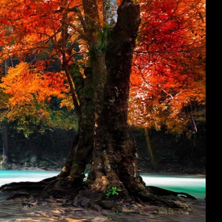 🔶ЧАТ ТИХВИН 🔶