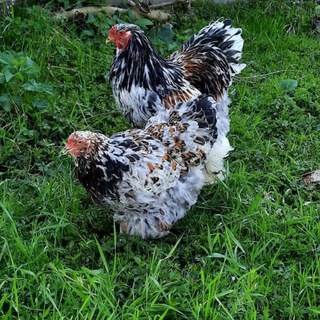 Uzbekiston & Turkiya tovuqlari🐔🐓🐣